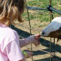 Feeding Goats